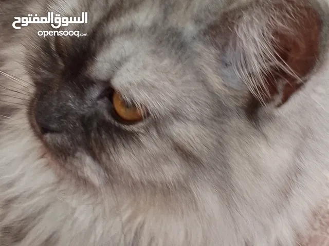 قطة شيرازي انثى للتبني تبحث عن زوج للتزواج والتبني