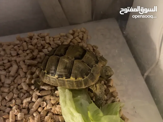 للبيع سلاحفاه