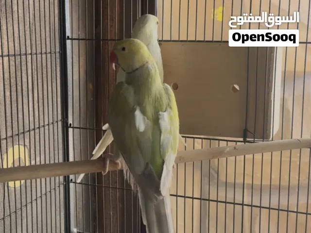 4 ازواج درة