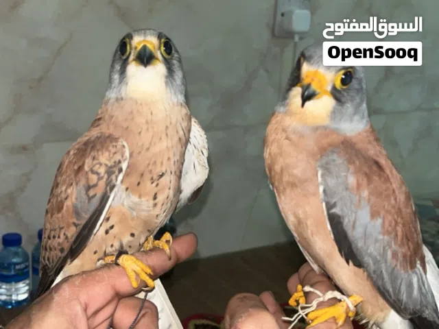 شراييص ترمات اليفين احجام طيبه