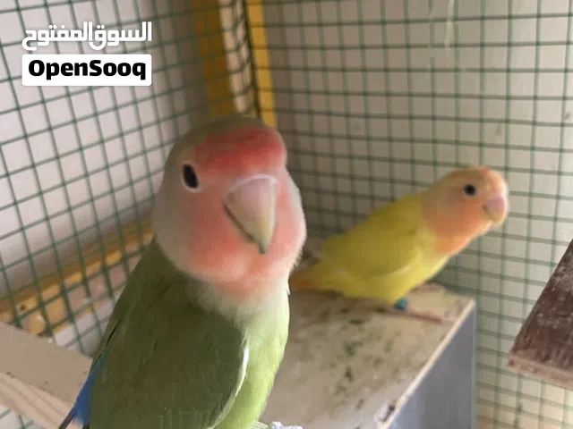 للبيع روز بصحه ممتازه