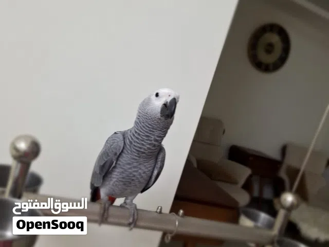 ببغاء كاسكو للبيع