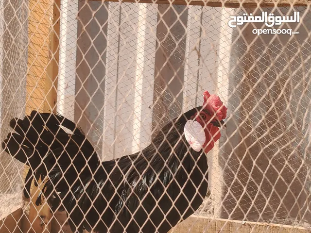 ديج اسباني اسود للبيع بسع مناسب