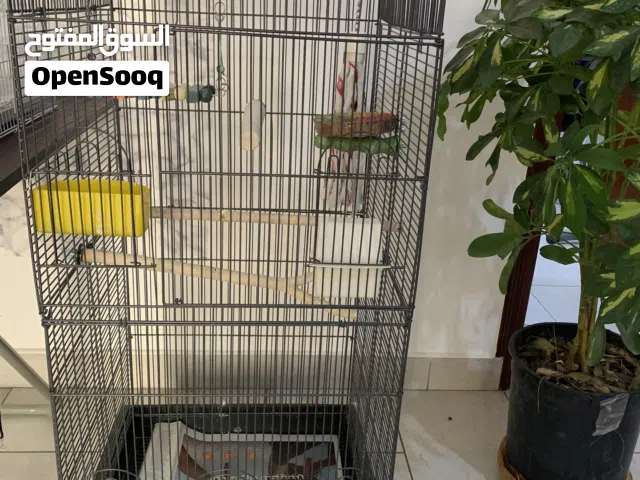 Large cage