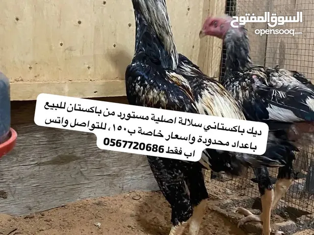 دجاج باكستاني سلالة اصلية للبيع بسعر منافس