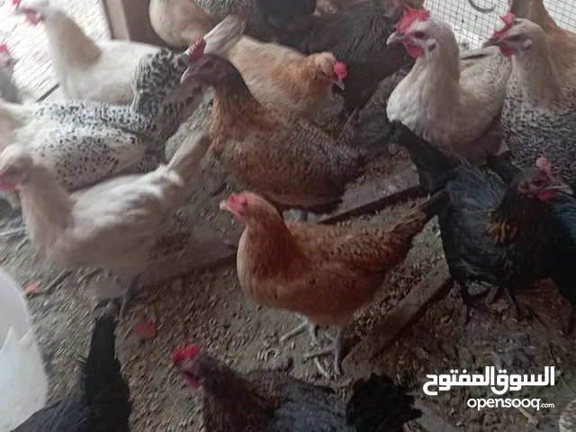 دجاج بحريني بياض