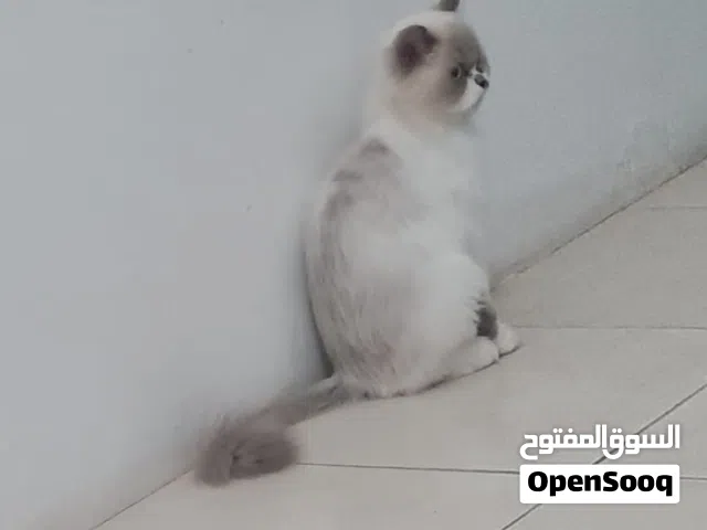 هيمالايا ragdoll