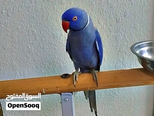 حبت درة ذكر مطوق أليف ما شاء الله