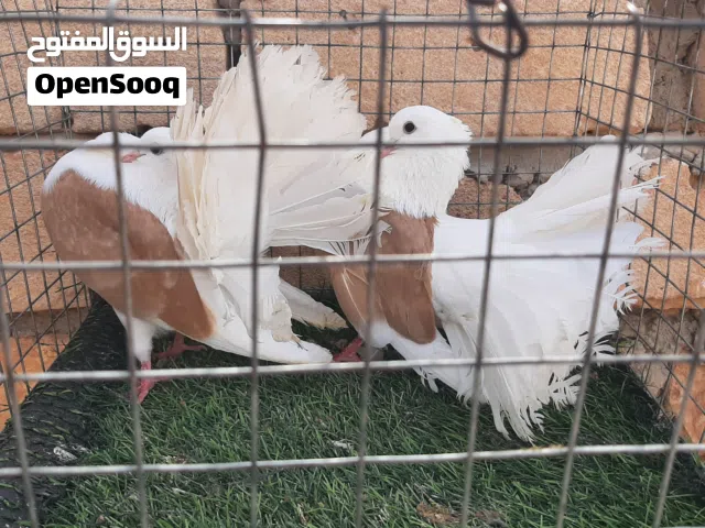 كوبية تونسي مكتف بالاصفر مصوقرة الذكر مشوش مواصفات طيبة لعنده غرض يتفضل