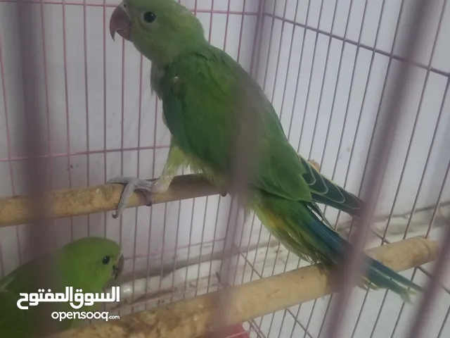 دره مفطومين