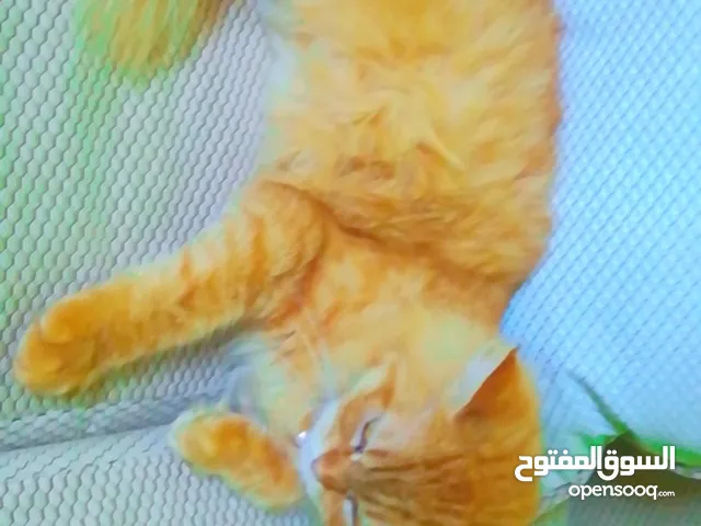 قط شيرازي.