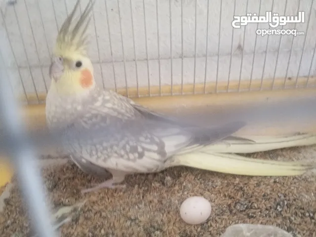 طيرة كوكتيل 20 دينار ماركا الجنوبية نادي السباق كل فترة بتبيض بيضة بدون ذكر و مبارح حطت بيضة بأرضية