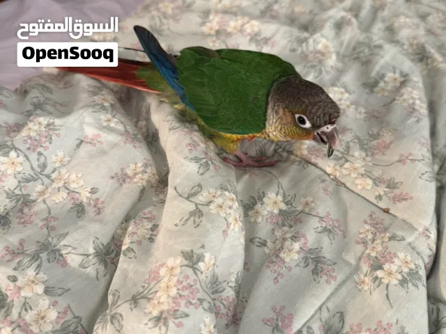 كنيور اليف