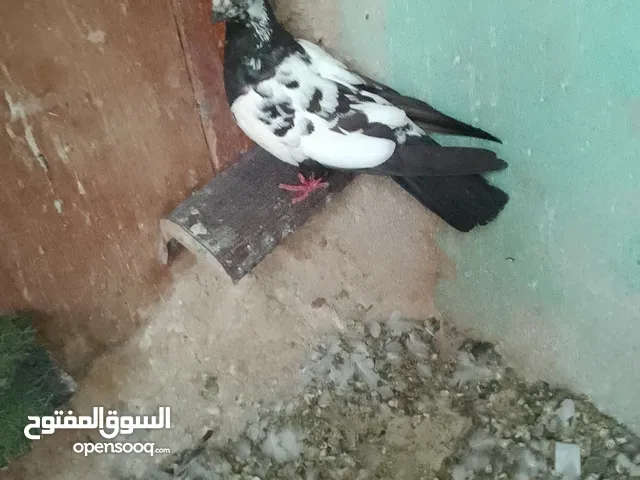 طيران اول خيرها