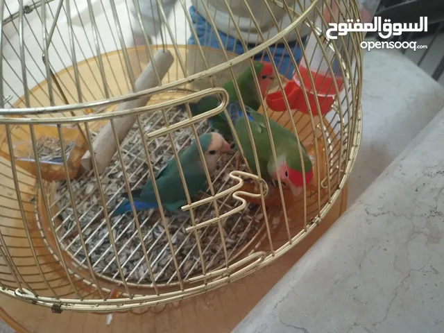 عصافير الحب