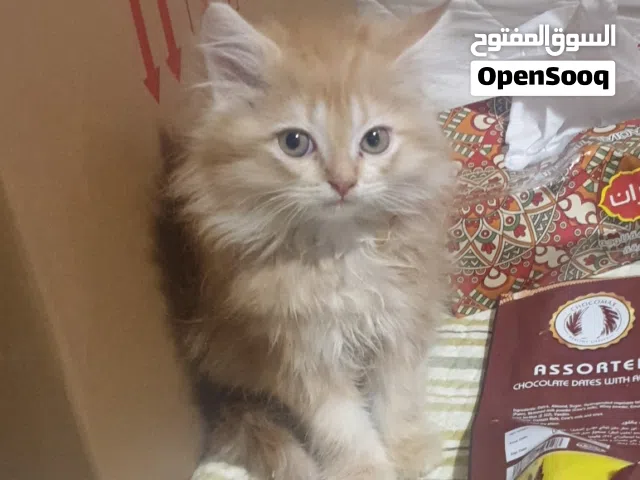 0للبيع  بابو ظبى  كيوت كيتن