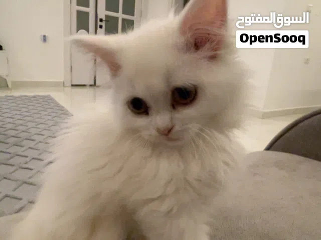 شيرازي للبيع الله يبارك
