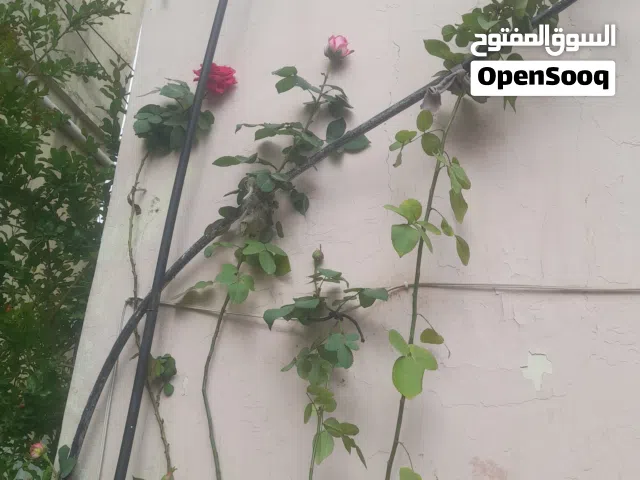 70 m2 2 Bedrooms Townhouse for Rent in Zarqa Hay Al Hussain