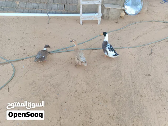 1دكر 2 أنثى الصحه ونضافه ودحي