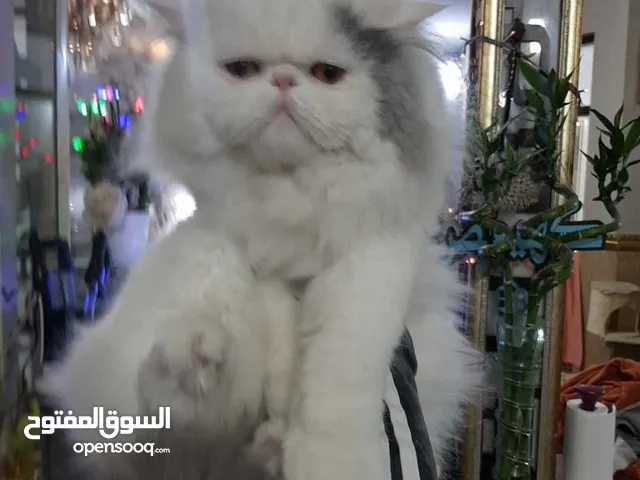 ذكر لتزاوج فان بلو