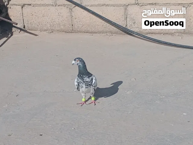 متاح فحلين طيور حمام حلوات