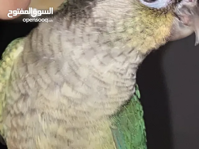 مطلوب بسكليت كهربا بدل على ببغاء أليف وتكملة الباقي مصاري التواصل للجادين