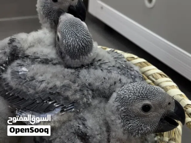 فروخ كاسكو انتاج البحرين