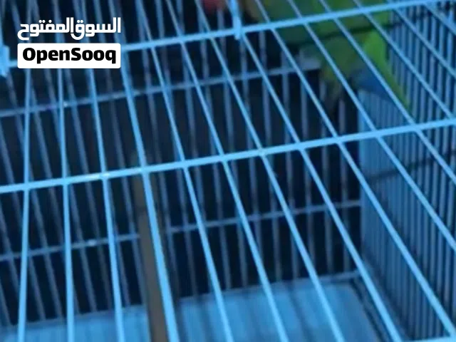 زوج فيشر للبيع