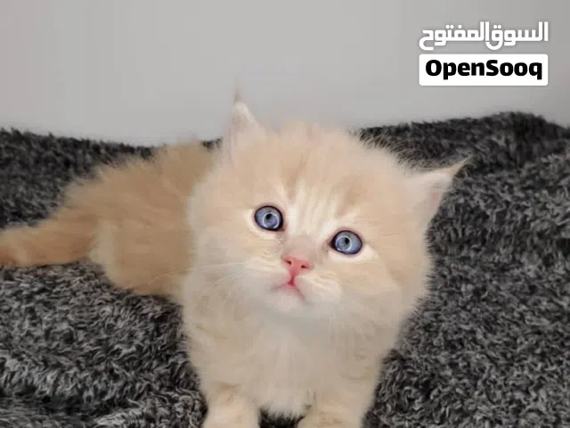 قطط شيرازي للبيع، شقاوة صغيرة بعيون بريئة.