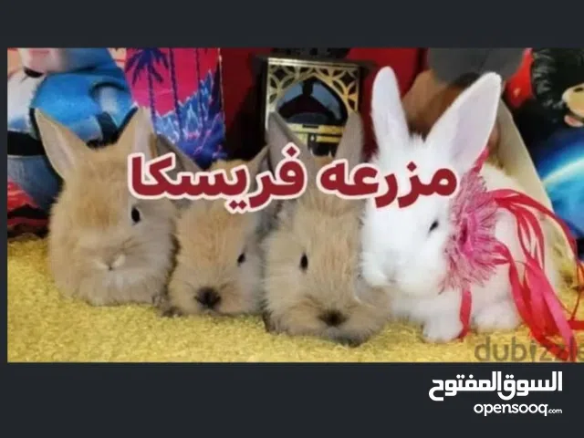 ارانب زينه جامعه حلوان كلمني واتس