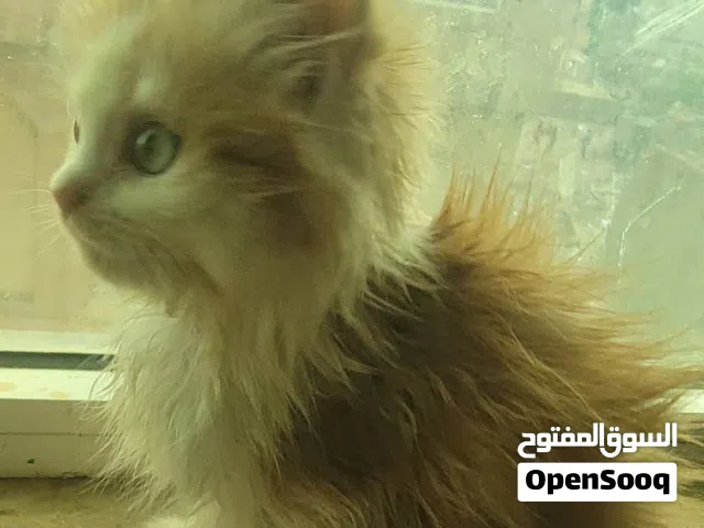 قطط شيرازي الوان متعدده للتبني