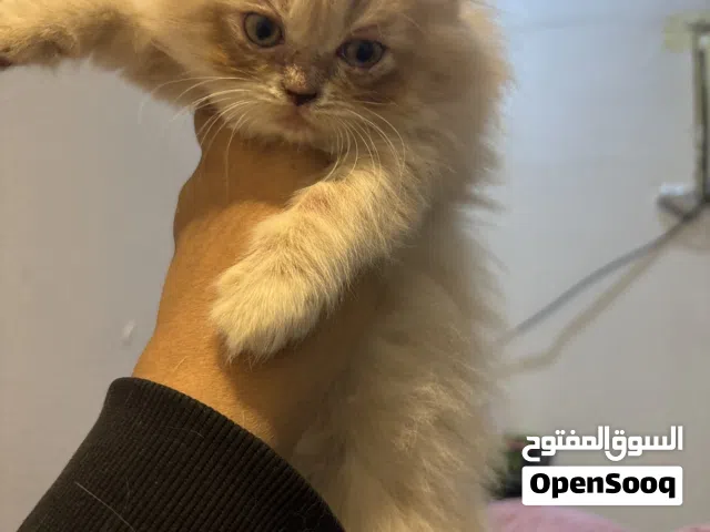 قطط للبيع الواحد 15 دينار بحريني