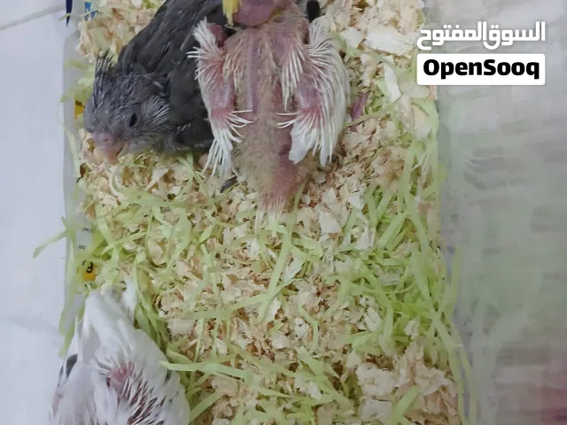 Beautiful cocktail and love birds chicks, cocktail pair, budgies pair