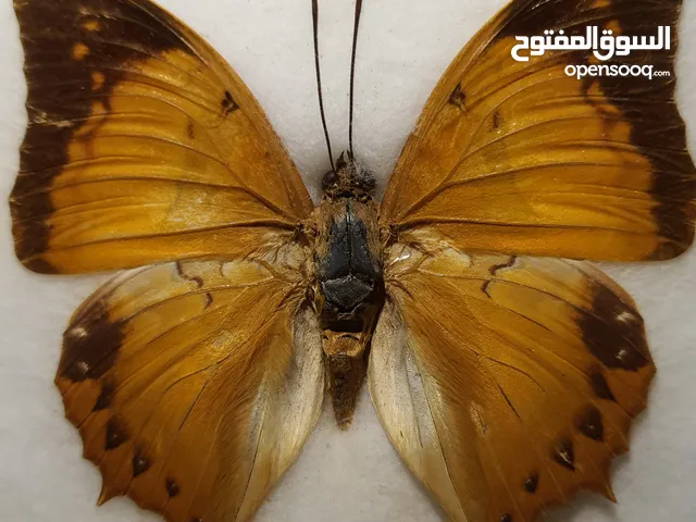 فراشة Red lacewing (cethosia biblis tisamena) محنطة للبيع