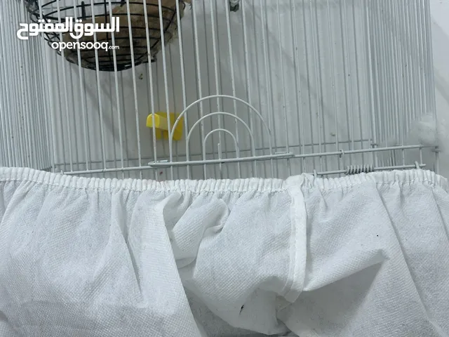 حسون ذكر مع انثى كنار