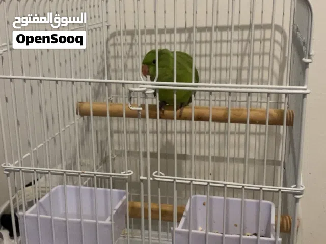 طير بيبي متوه هولندي