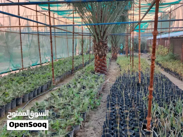 ( برحي , خلاص , واشنطونيا , صقعي , سكري , مدجول ) بيع - تركيب - نقل جميع مقاسات النخيل وفسائل