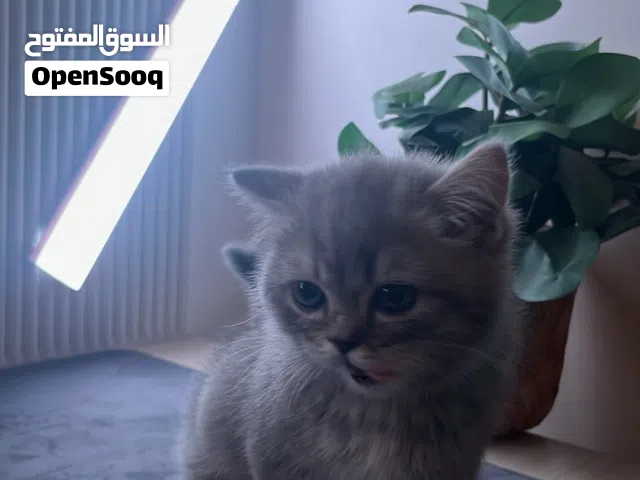 للبيع كتنز سكوتش ستريت