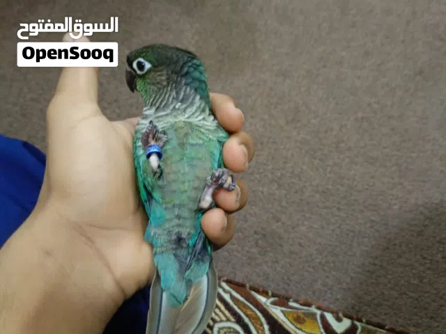 كنيور تركواز متكلم