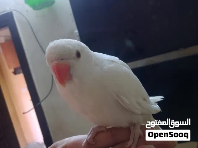 بغبغاء دره ابيض العمر صغير