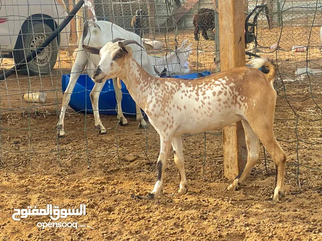 للبيع صخلا مراشش