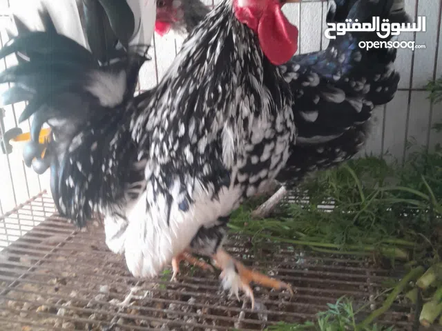 ديك ( فرارج ) كيني