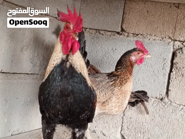 ديج ودجاجتين عرب نقي امايات شرط الصحه والنظافه