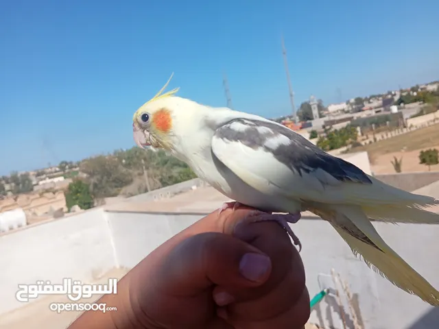 ككتيل مروض ترويض فل ترويض داخلي وخارجي تد للبيع المكان الزاويه