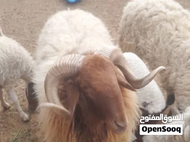 خروف برقاوي كيف مبدل ارباع