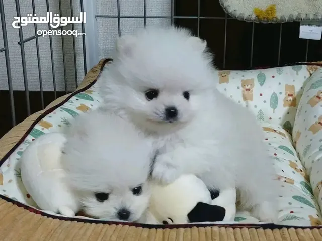 Pomeranian dogs