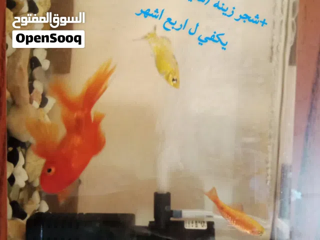 حوض سمك للبيع