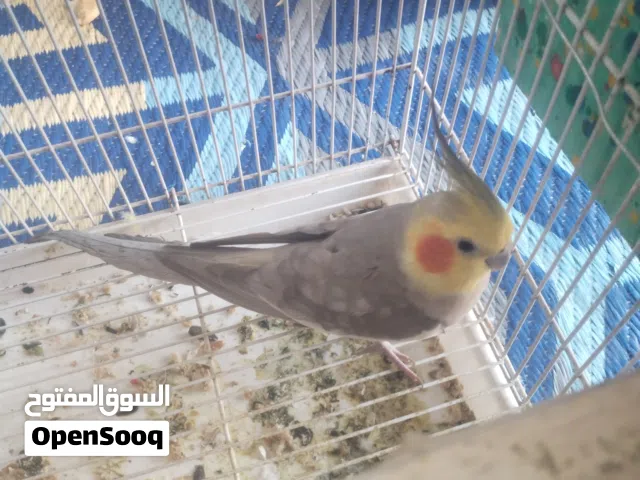 التفاصيل بالوصف
