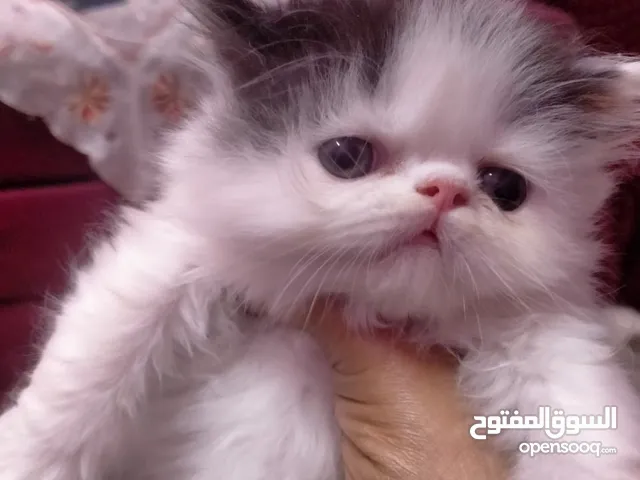 متاح قطط ولدهاف بيكي مون فيس وبنت كاليكو ولدين باندات بلاك وايت متعودين على أكل البيت ولتربوكس اطرف