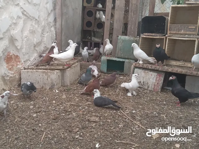 حمام فرنسي للبيع